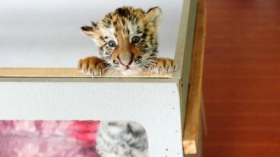 Tiger cub