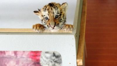 Tiger cub