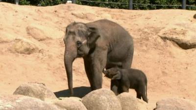 Baby elephant with his mum