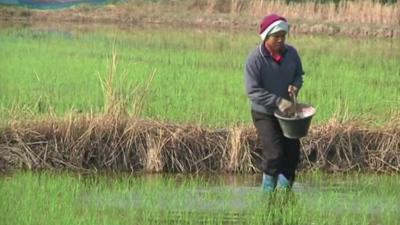 Worker in Thai rice field