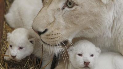 Lion and cubs