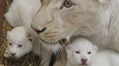 Lion and cubs