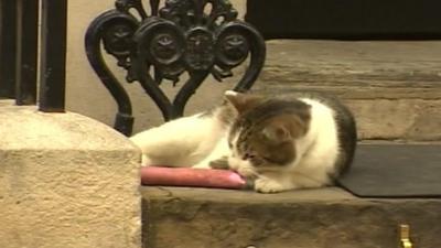 Larry the Downing Street cat