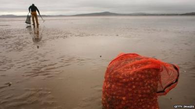 Cockle pickers search the sands of Morecambe Bay