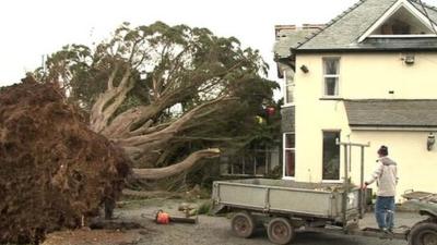 Tree on Cadwgan Hotel in Dyffryn Ardudwy