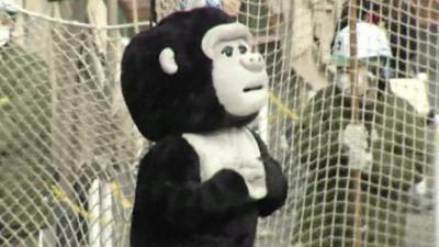Zoo keeper dressed in Gorilla costume