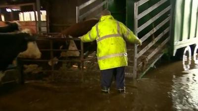 Farmer guiding cows out of flooded barn