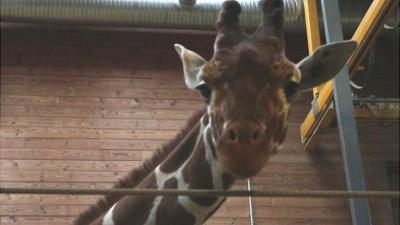 Marius the giraffe