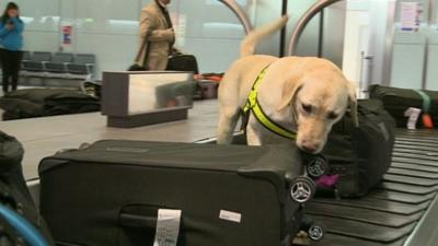 A dog on the luggage carousel