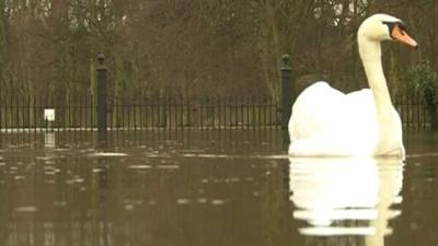 Swan on flooded road