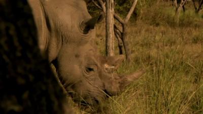 Rhino in wild in South Africa