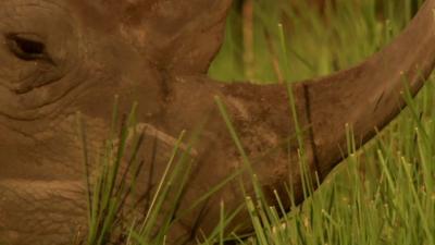 Rhino in wild in South Africa