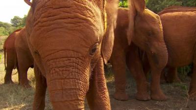 Baby elephants