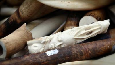 Carved and uncarved ivory