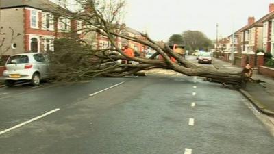 Fallen tree blocking road in Cardiff