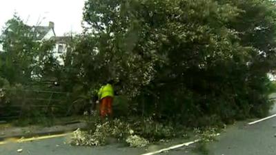 Fallen tree