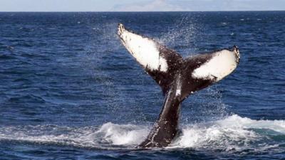 Whale on surface of water