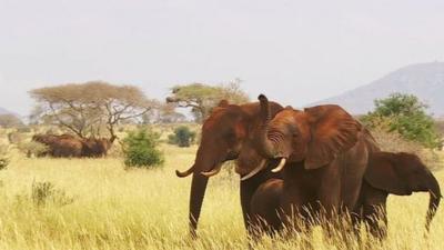 Elephants in Kenya