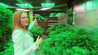 Elan Nelson in marijuana factory