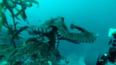 Watch the Octopus take on the cameraman