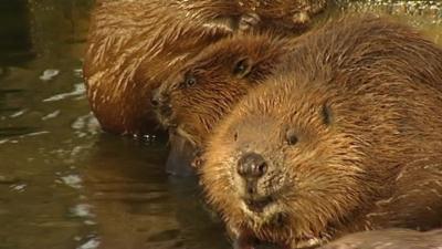 Beavers