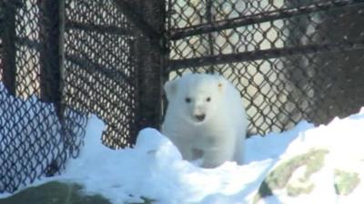 A polar bear cub