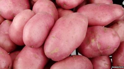 Genetically modified potatoes