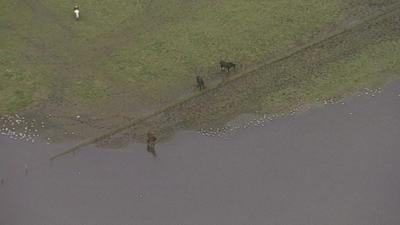 Horses in a flooded field