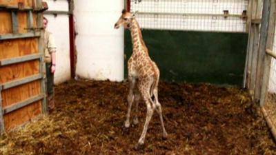 Baby giraffe at Cumbria zoo