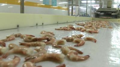 prawns on conveyor belt