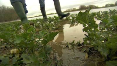 Water-logged crop field