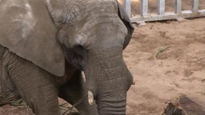 African elephant Buta at Noah's Ark zoo near Bristol