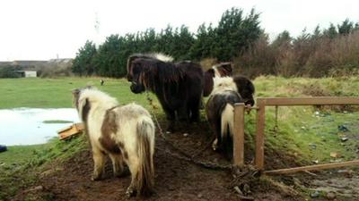 Horses tethered in a field