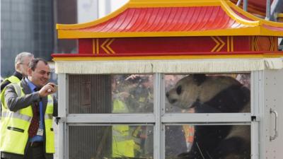 Panda in a clear box