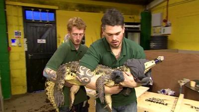 Rescued crocodile carried by staff from Crocodiles of the World