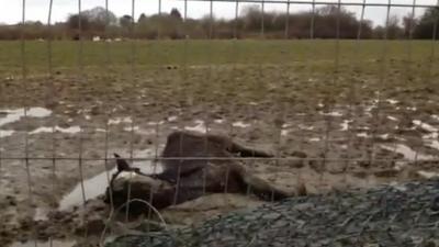 Horse lying in field