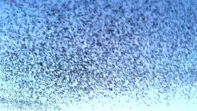The sky full of starlings