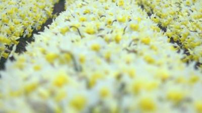 Daffodils in Lincolnshire