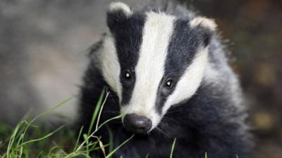 A badger