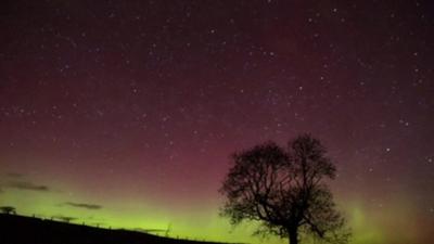 Still from footage by Alan Clarke Photography shows tree silhouetted against Northern Lights in Northumberland