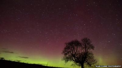 Still from footage by Alan Clarke Photography shows tree silhouetted against Northern Lights in Northumberland