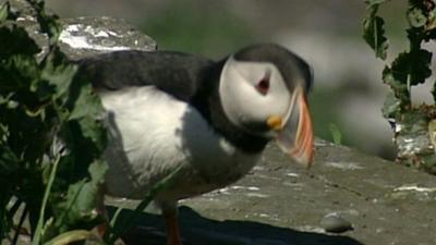 Seabird on shore