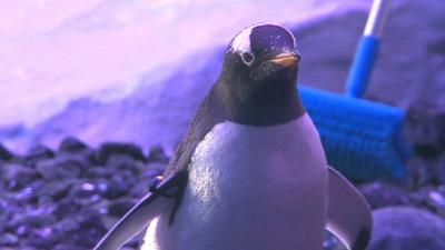 Gentoo penguin