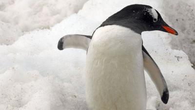 Gentoo penguin