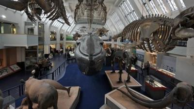 General interior view of the Natural History Museum