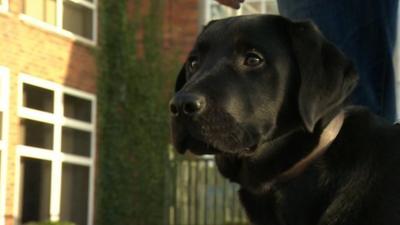 Zeus the trainee guide dog