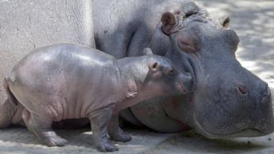 baby hippo and its mum