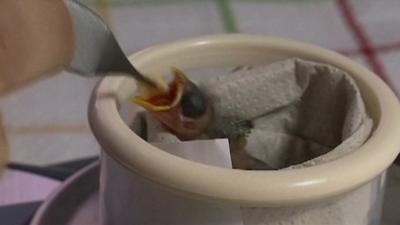 Baby finch