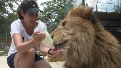 A woman feeds a lion with a bottle of milk