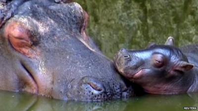 Baby hippo with mother